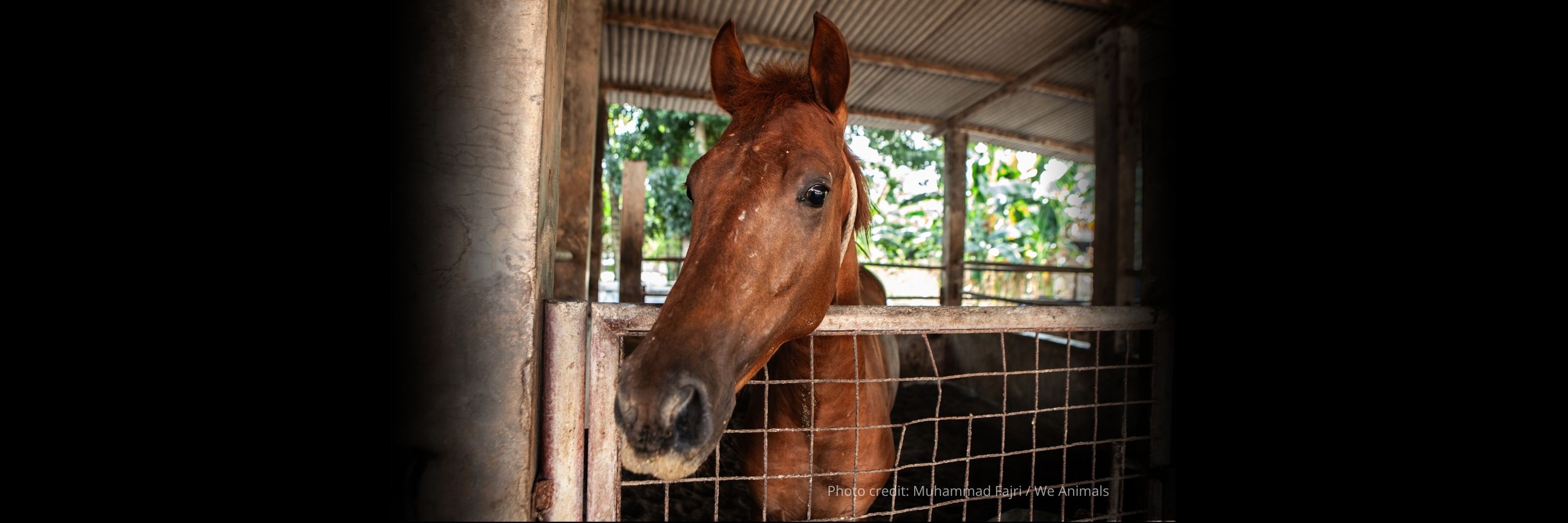 A brown horse looking directly at the camera, representing the fight against horse slaughter in Italy.