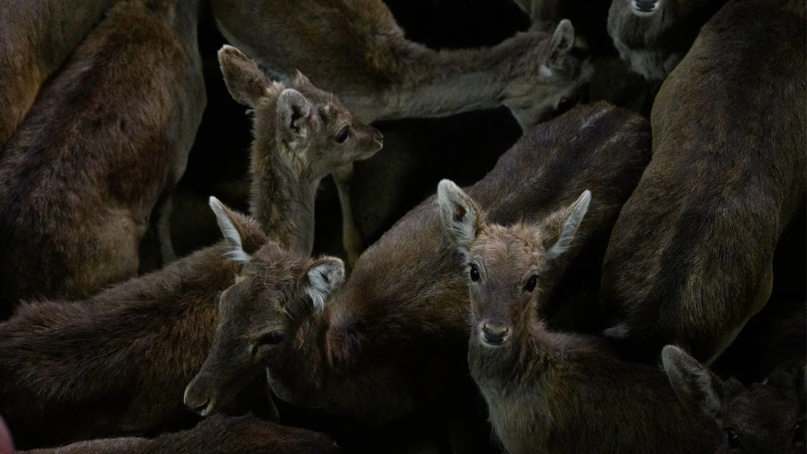 Deer in a holding pen in a slaughterhouse in Spain.