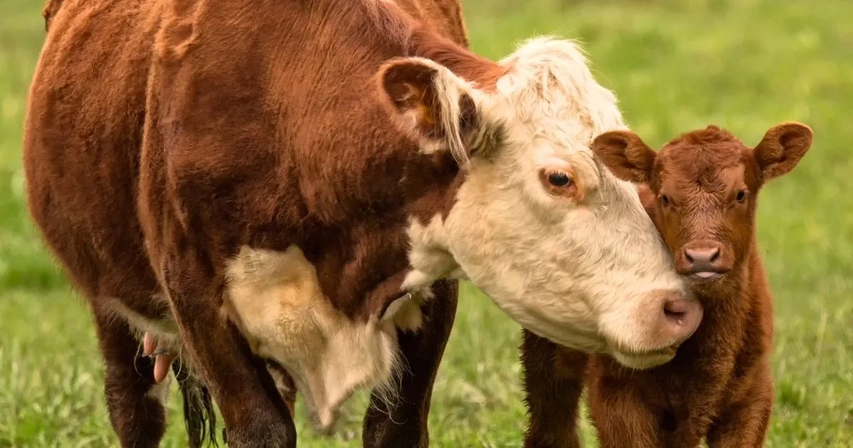 Farmed animals are more than we’ve been told 6 A calf standing in a field next to their mother.