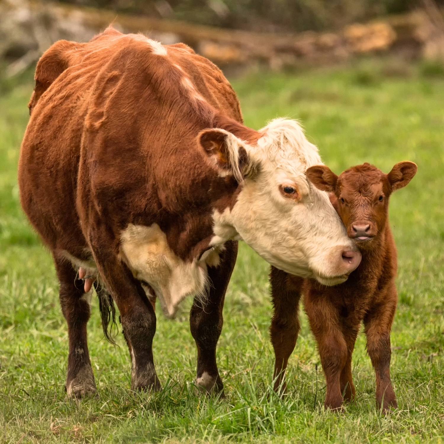 A calf standing in a field next to their mother.