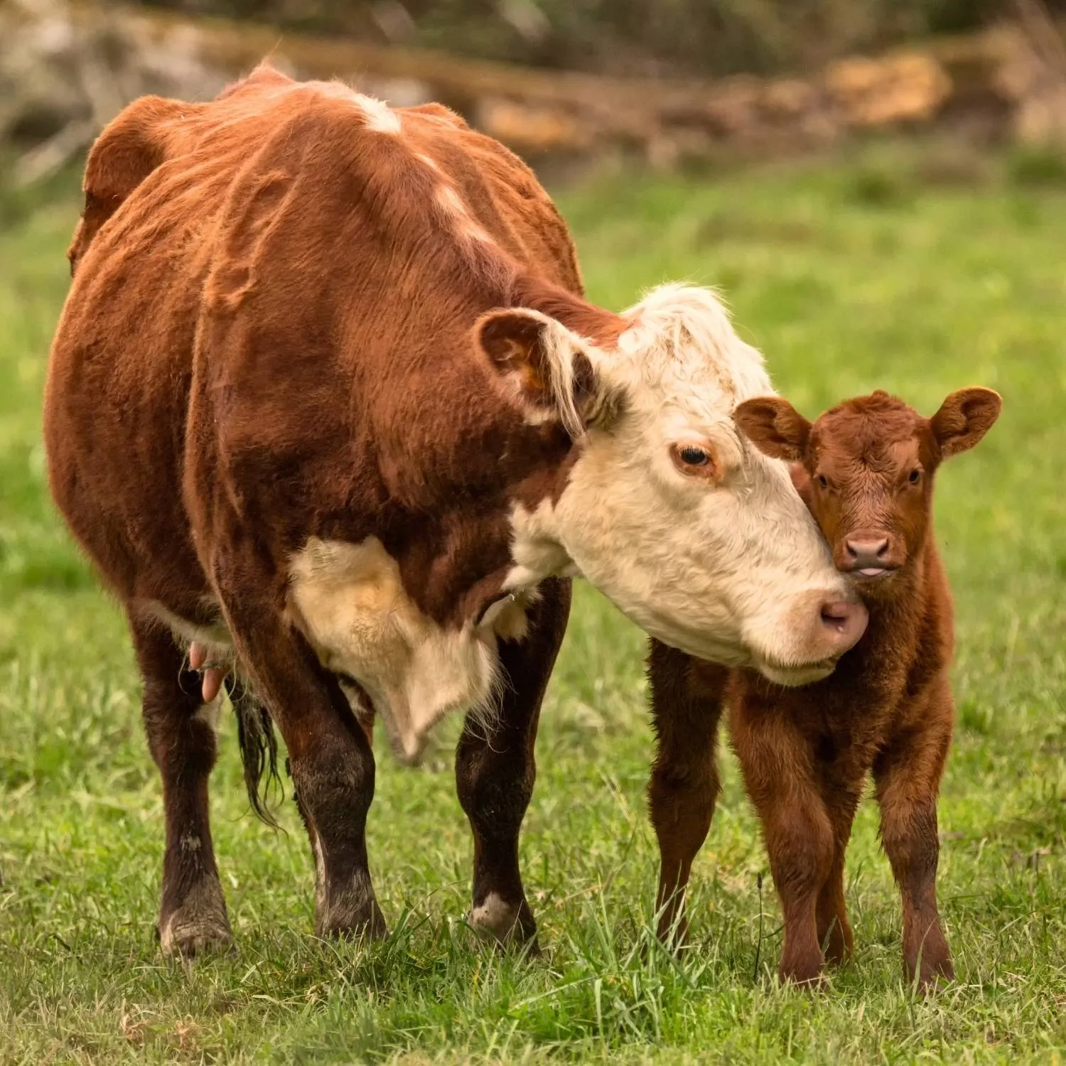 A calf standing in a field next to their mother.