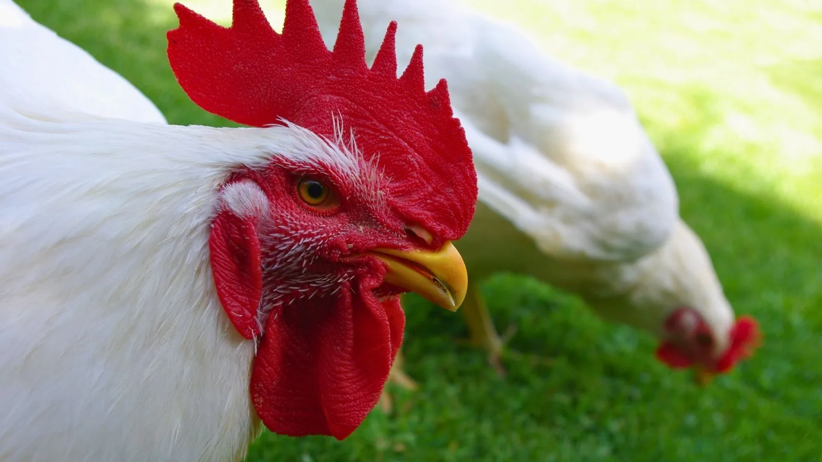 A rescued white rooster and hen in a grassy field.
