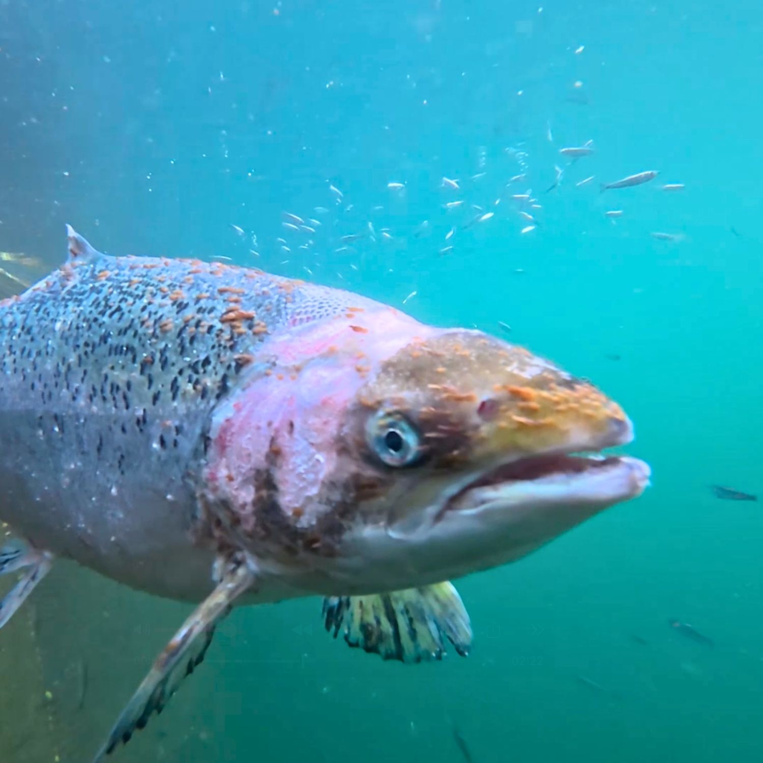 A salmon in a fish farm cage looks toward the camera, their body covered in sea lice.