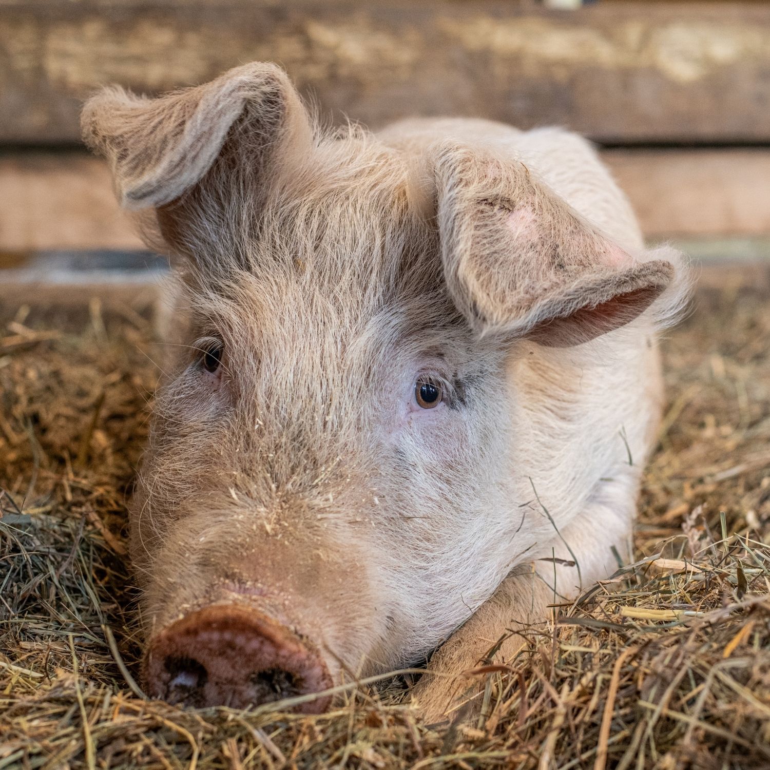 Farmed animals are more than we’ve been told