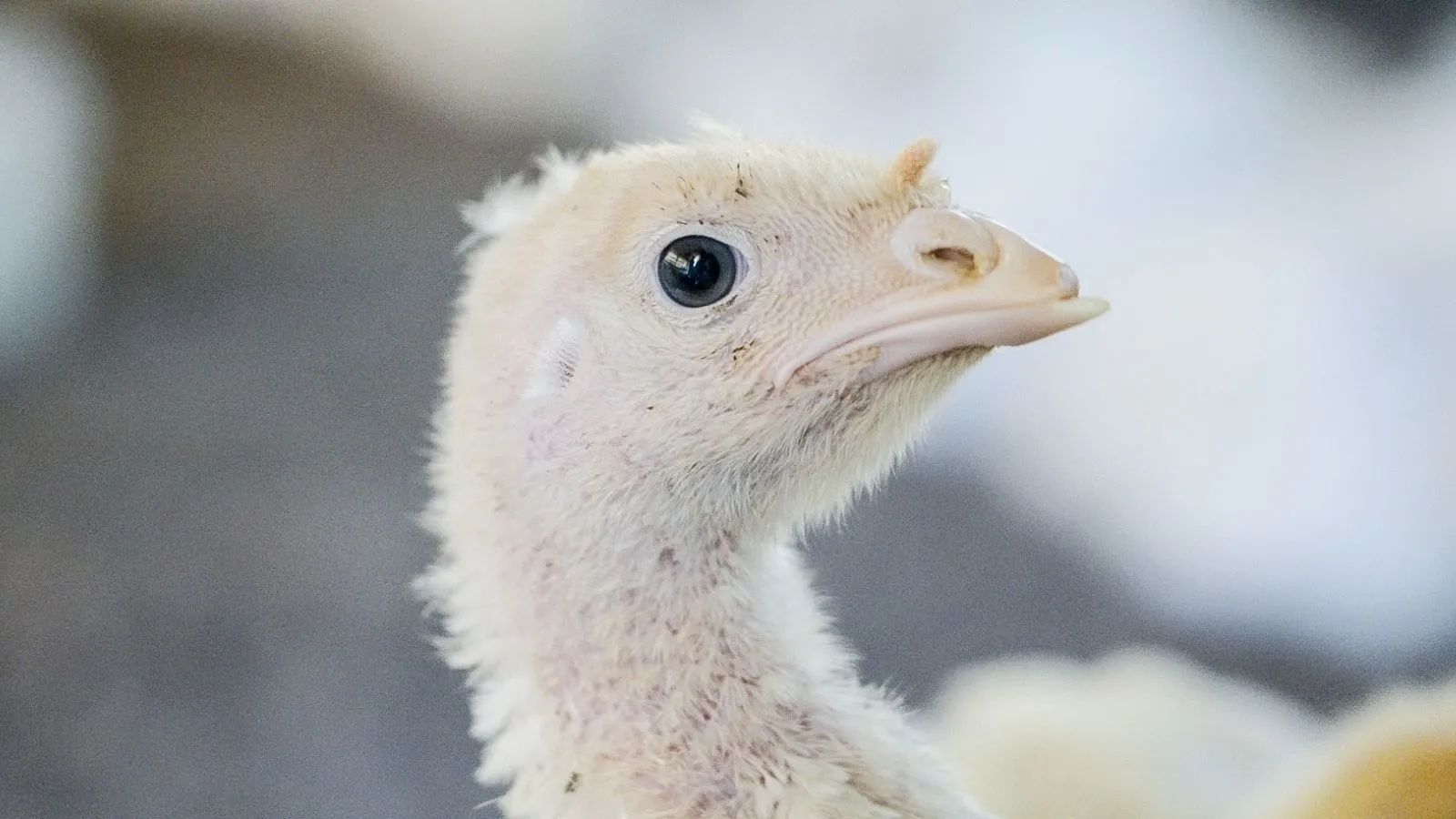 A juvenile white turkey looks into the camera.