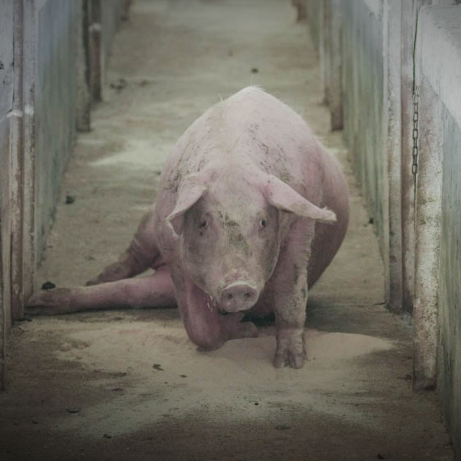 A pig with a broken leg looks directly into the camera from the back of a long corridor inside a pig farm in Brazil.