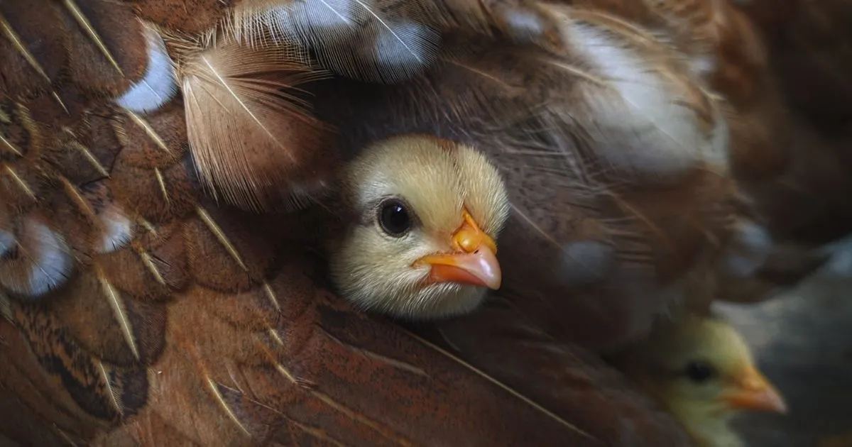 Farmed animals are more than we’ve been told 8