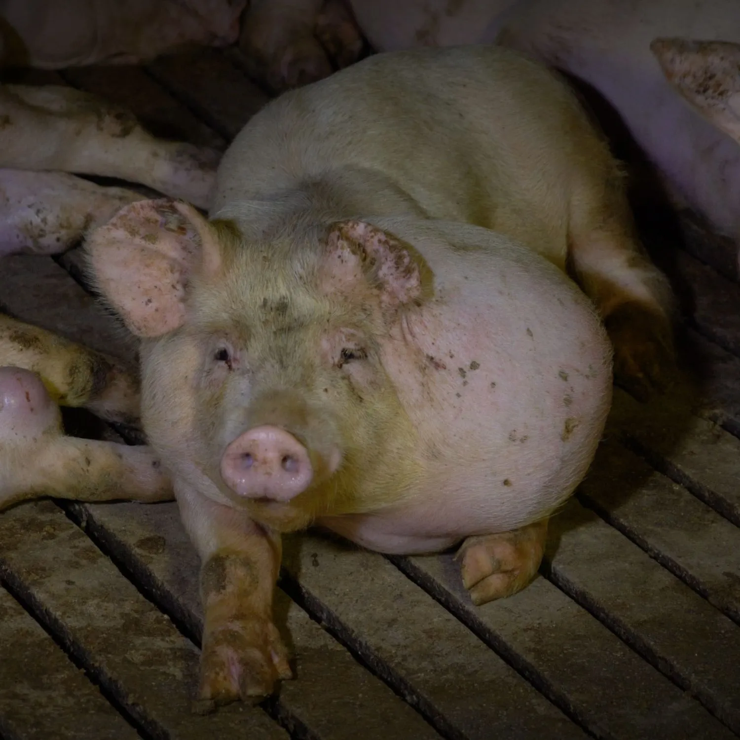 Spain awaits verdict in Hermanos Carrasco pig farm abuse retrial