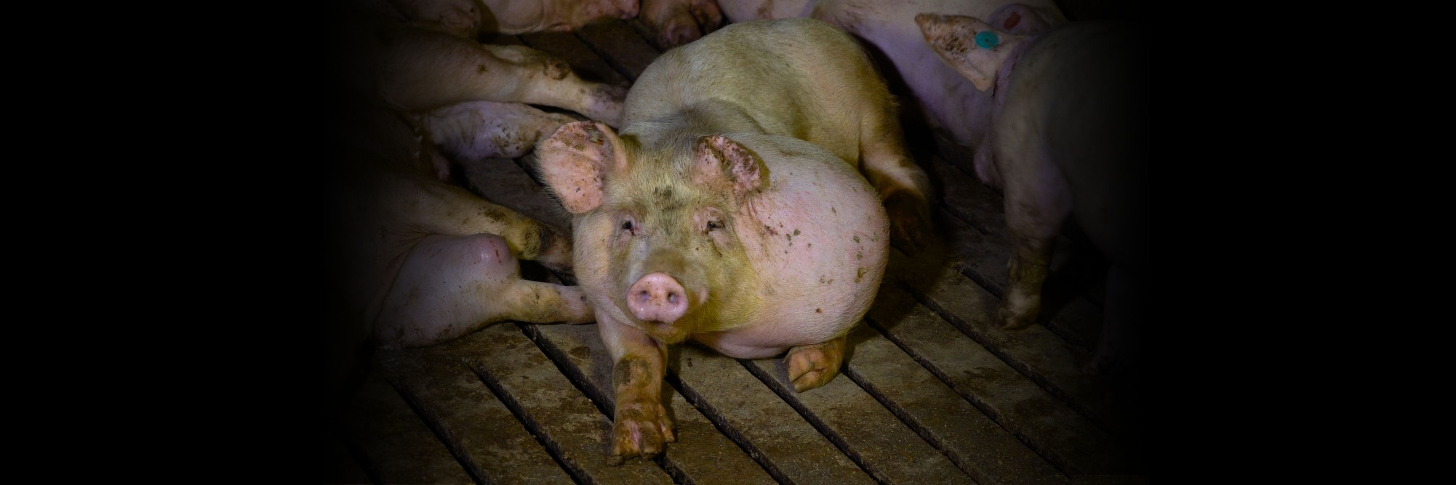 A pig with a large untreated tumor looks directly into the camera inside the Hermanos Carrasco pig farm in Spain.