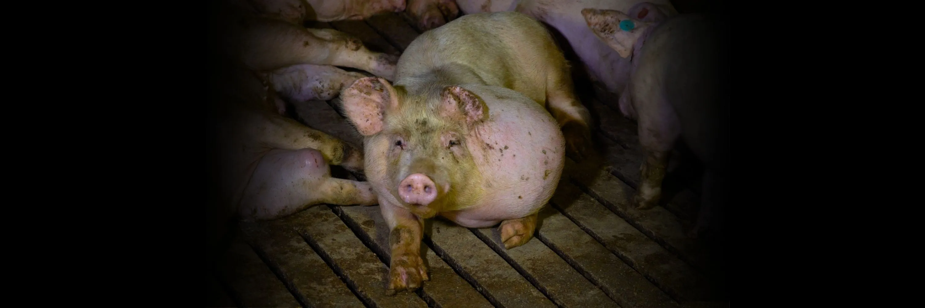 A pig with a large untreated tumor looks directly into the camera inside the Hermanos Carrasco pig farm in Spain.