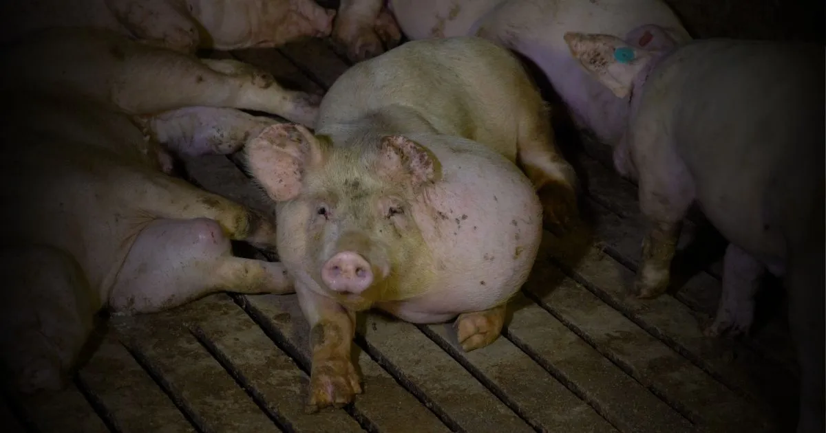 A pig with a large untreated tumor looks directly into the camera inside the Hermanos Carrasco pig farm in Spain.