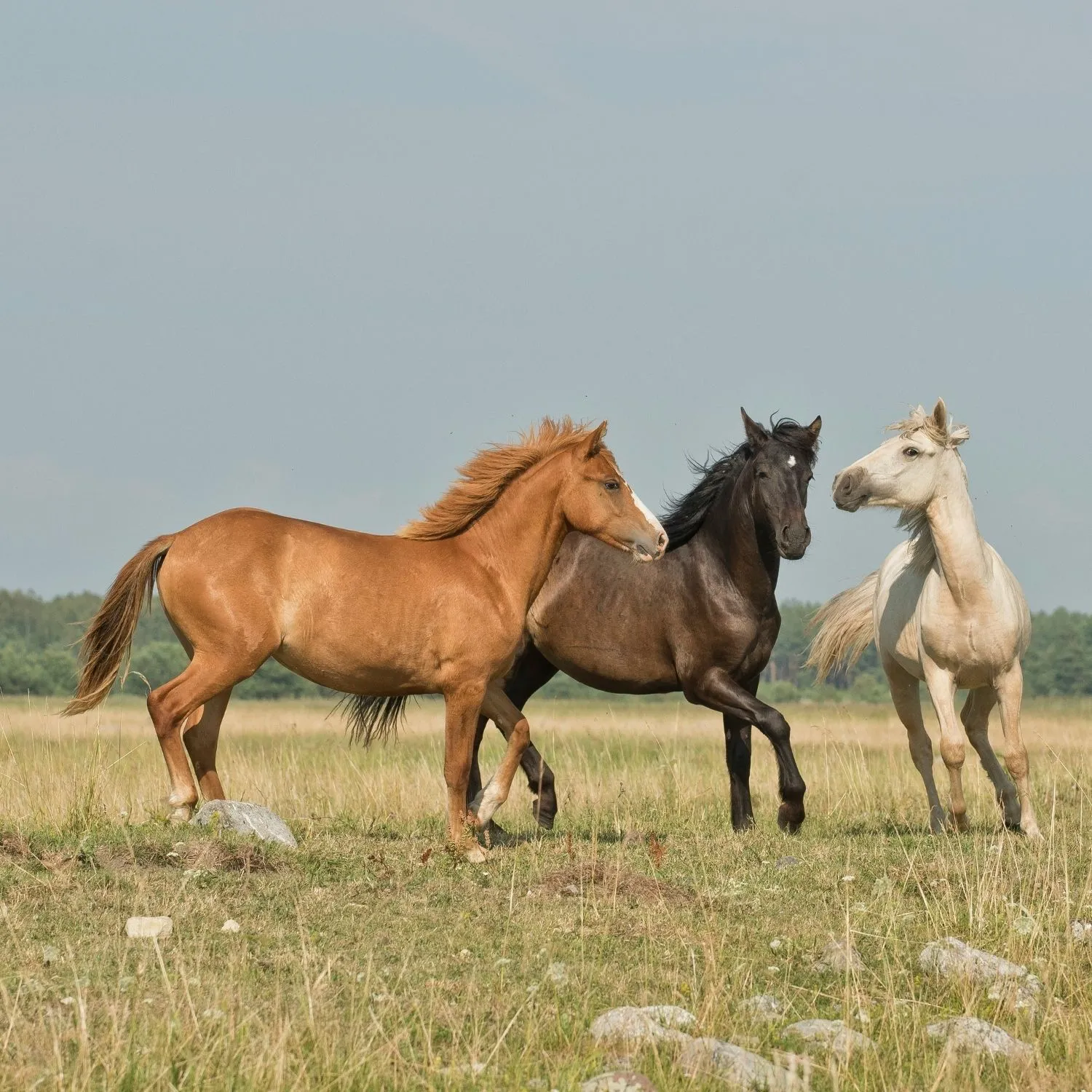 Horses - Donor magnet 4