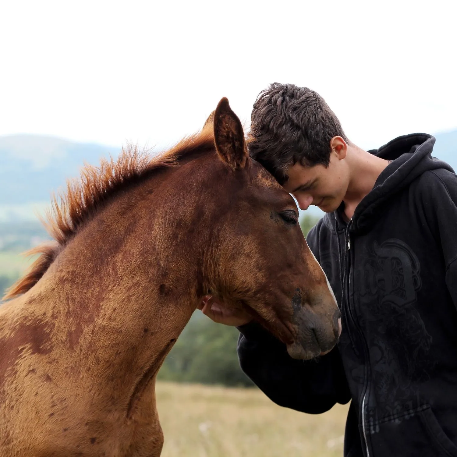 Horses - Donor magnet 3