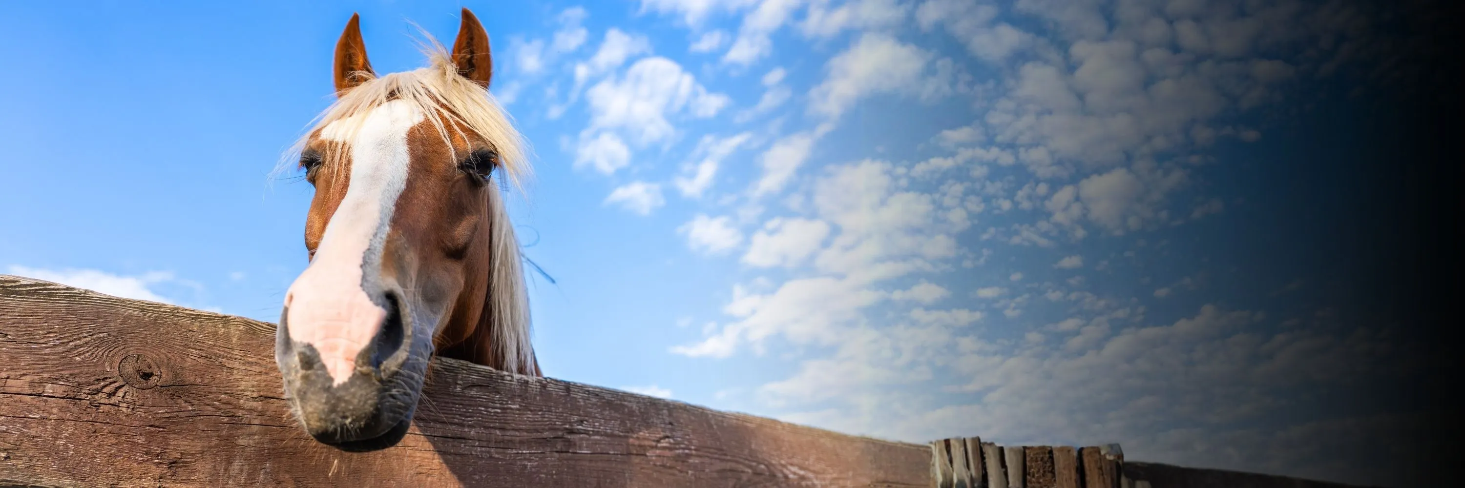 Horses - Donor magnet 5