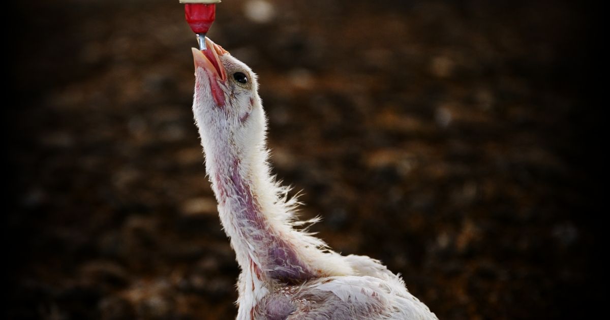 Fast-growing chickens collapse on Argentina factory farms