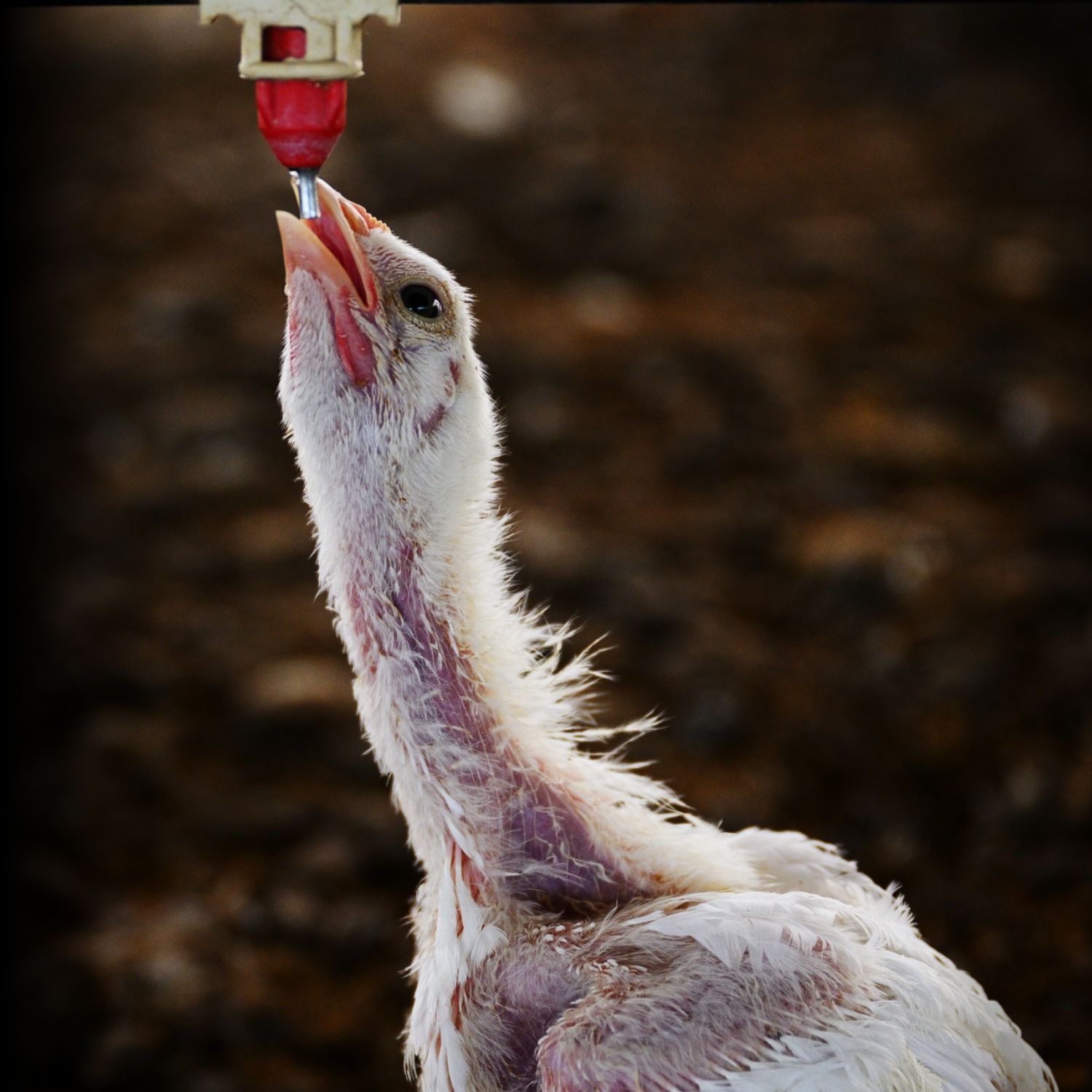 A chicken on an Argentina factory farm struggles to reach water, unable to lift their body due to rapid growth.