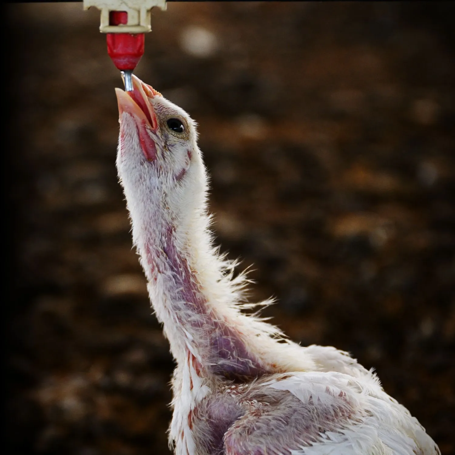 Fast-growing chickens collapse under their own weight on Argentina farms 1 Fast-growing chickens collapse under their own weight on Argentina farms