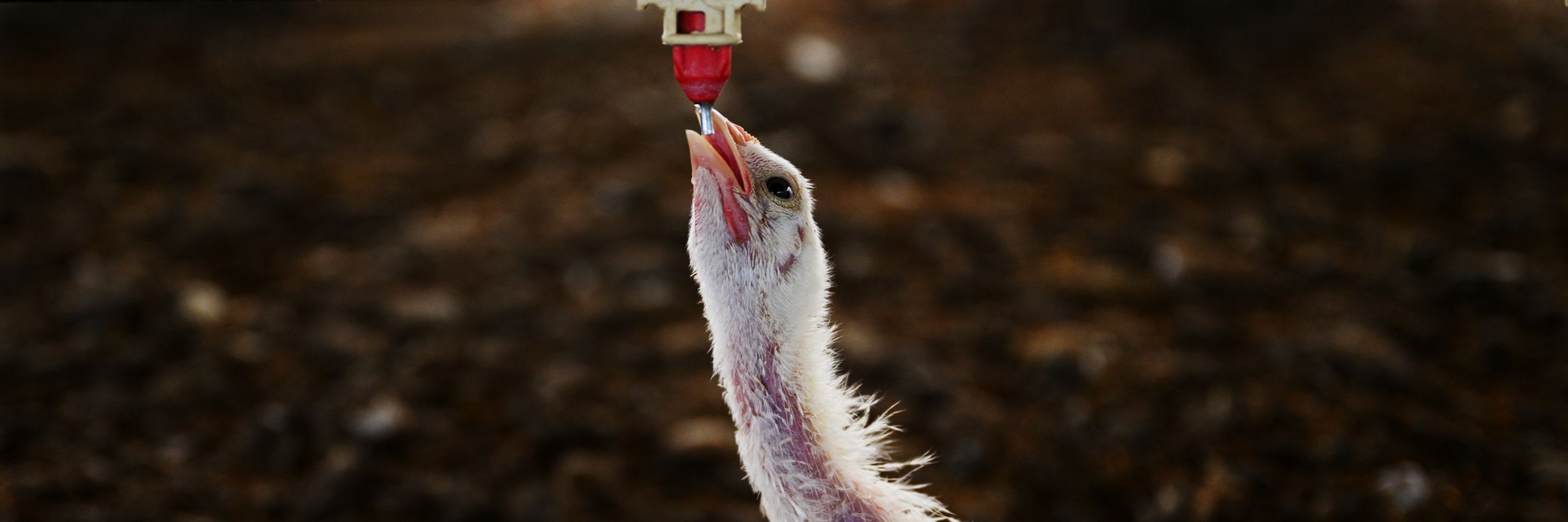 A chicken on an Argentina factory farm struggles to reach water, unable to lift their body due to rapid growth.