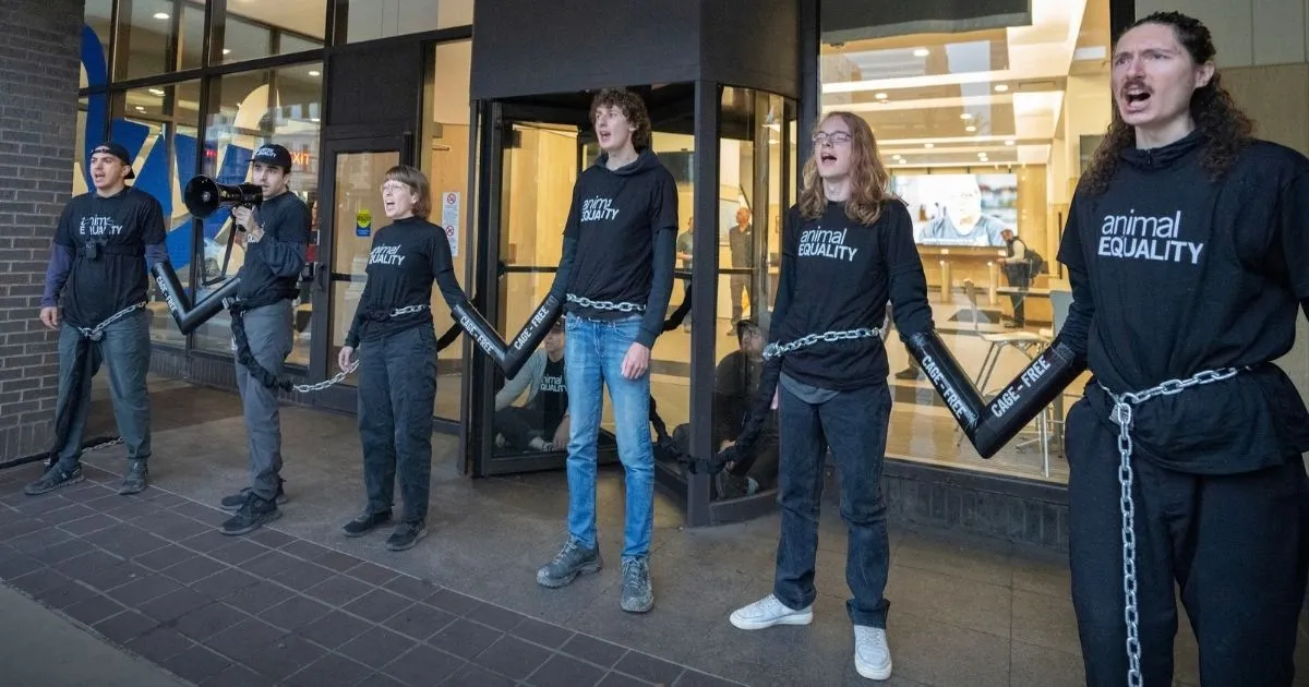 Animal Equality activists chained together outside Kroger's headquarters in Cincinnati, Ohio during a nonviolent protest.