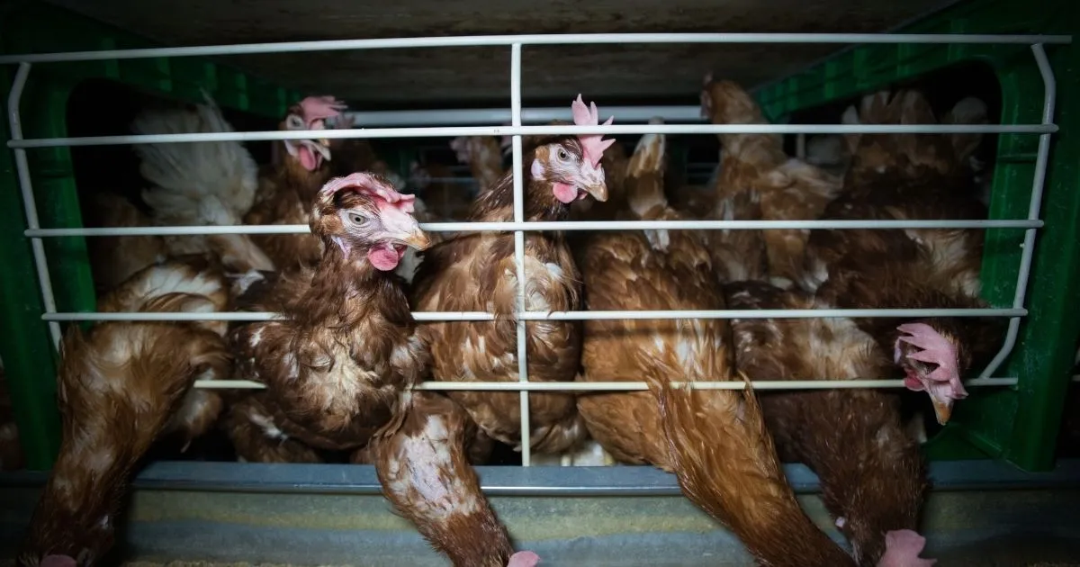 Hens confined in battery cages on a factory farm in Spain, documented by Animal Equality in July 2018.