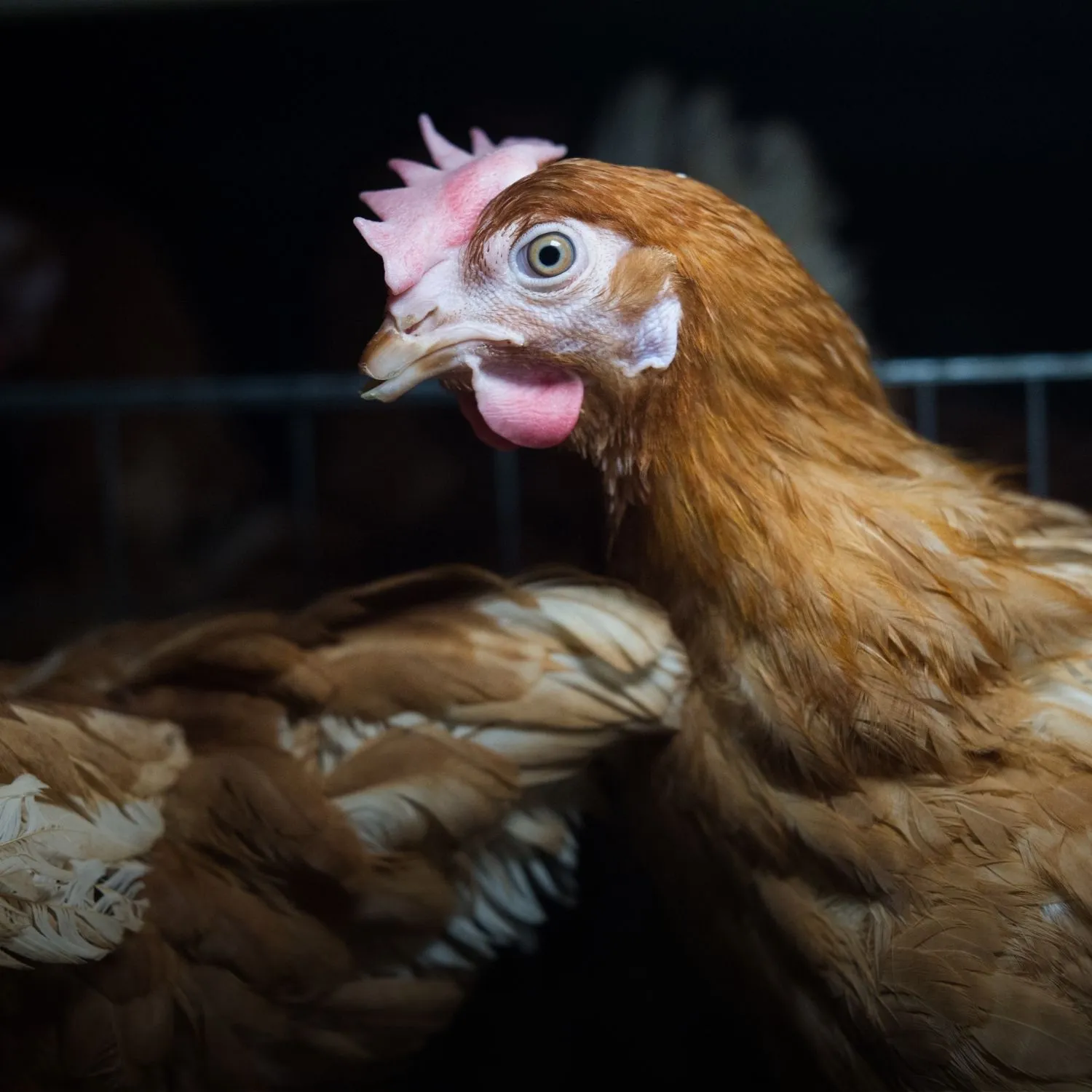 Mercadona, Spain’s largest supermarket, reaffirms its commitment to eliminating cages from its egg supply 2 Mercadona, Spain’s largest supermarket, reaffirms its commitment to eliminating cages from its egg supply
