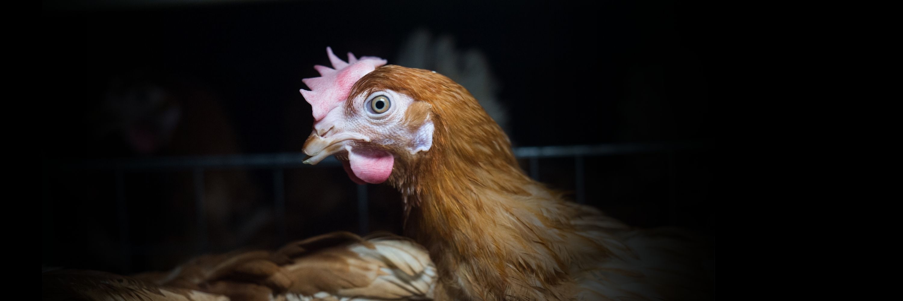 A hen looks directly at the camera inside a battery cage on a factory farm in Spain, documented by Animal Equality in July 2018.
